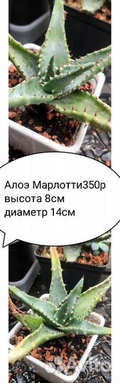 Суккуленты