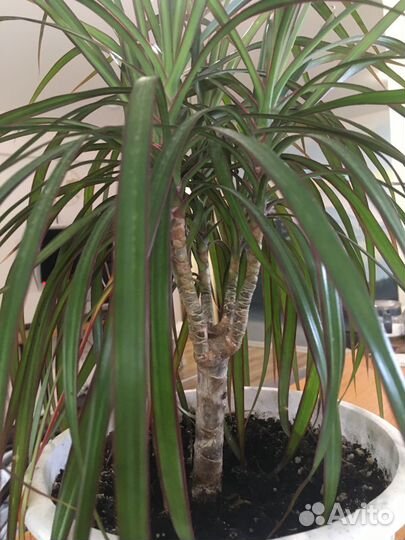 Драцена 5 стеблей