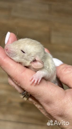 Крысята дамбо рекс