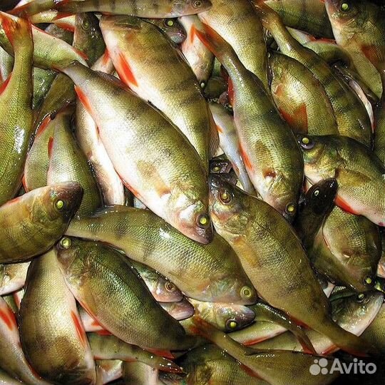 Свежая речная рыба