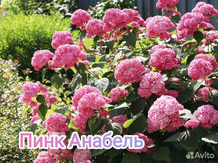 Гортензия