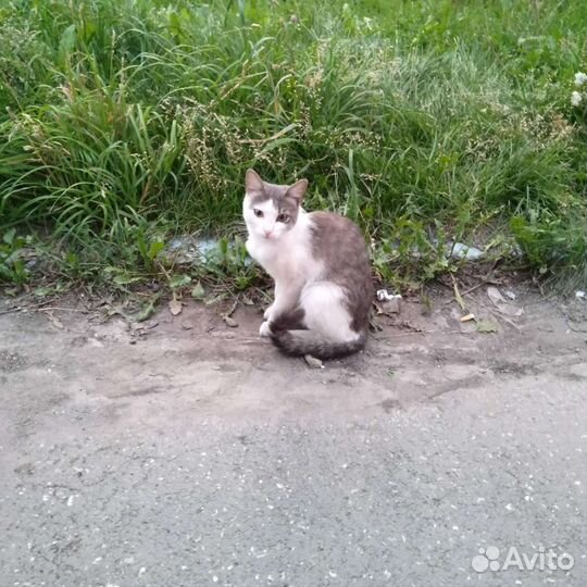 Кот в добрые руки