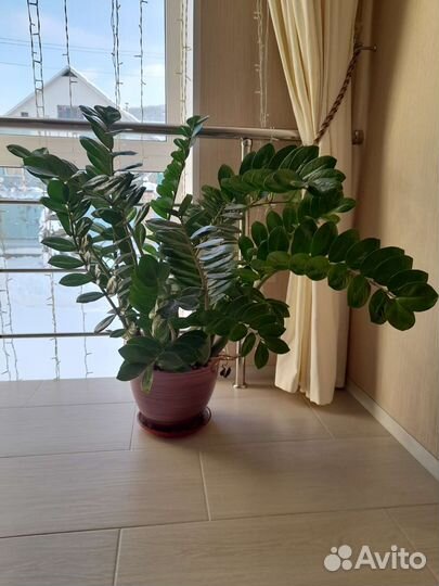 Замиокулькас