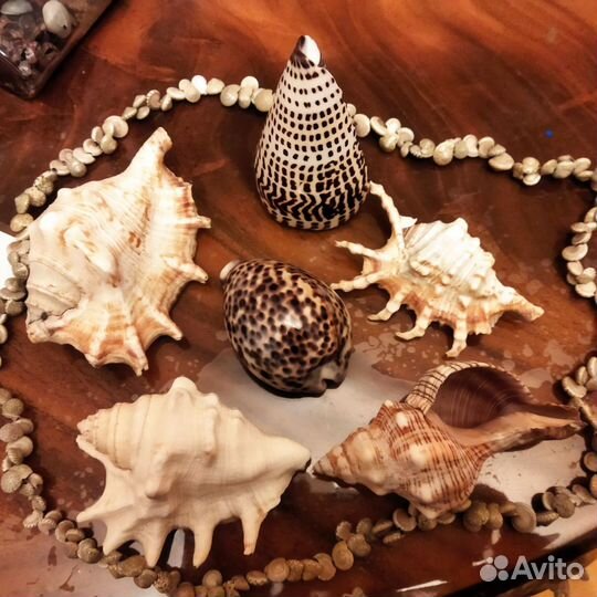 Морские ракушки раковины