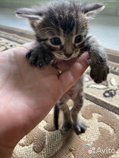 Котята бесплатно