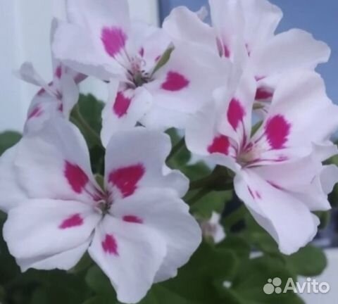 Пеларгония герань