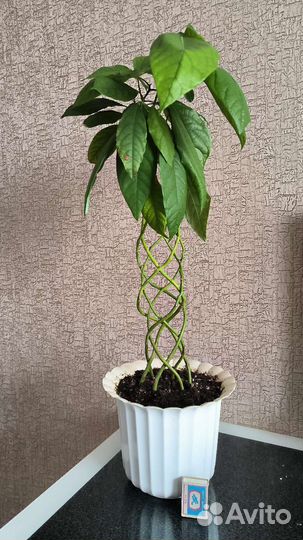 Авокадо большой