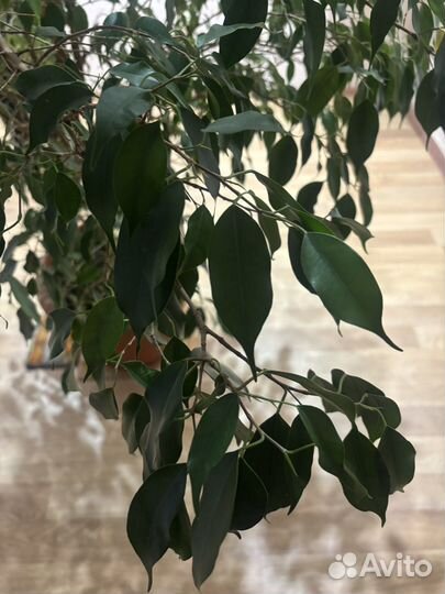 Фикус бенджамина большой