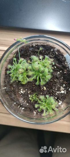 Росянки, флорариум с хищными растениями