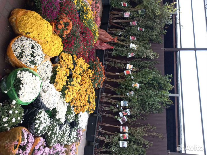 Саженцы плодовых деревьев