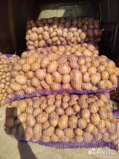 Продам картофель, Коломбо сорт