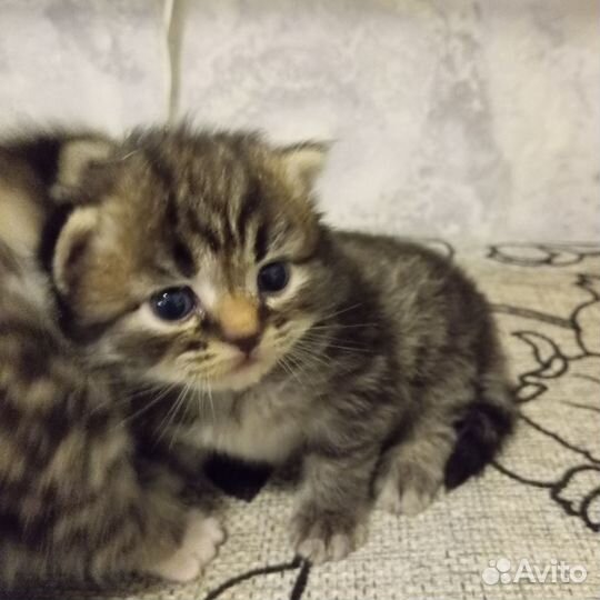 Британские котята