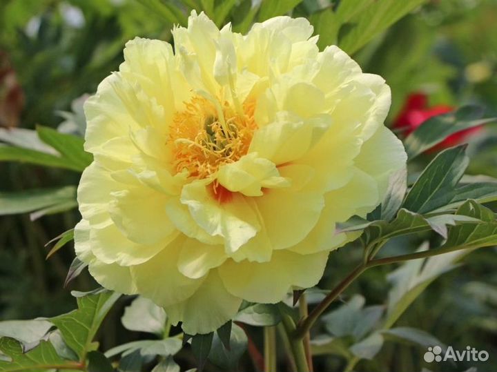 Пион Бартзелла