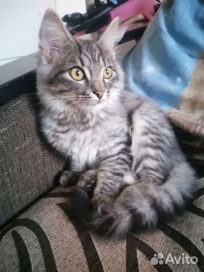 Котенок 3 мес