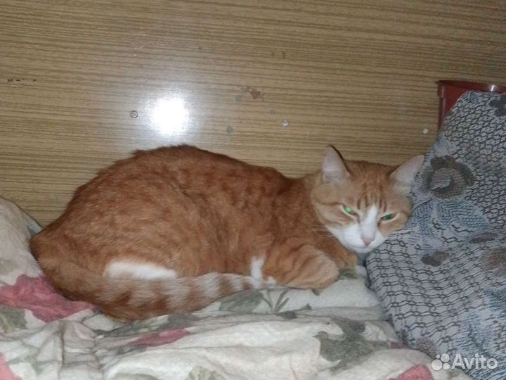 Кошка в добрые руки бесплатно