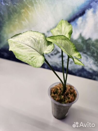 Сингониум SP silver arrowhead, snow queen