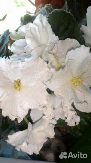 Листики фиалок