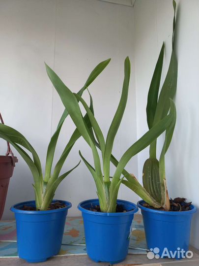 Орхидея Камбрия