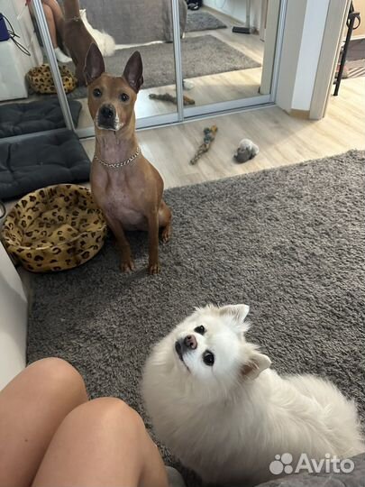 Передержка животных собаки/кошки