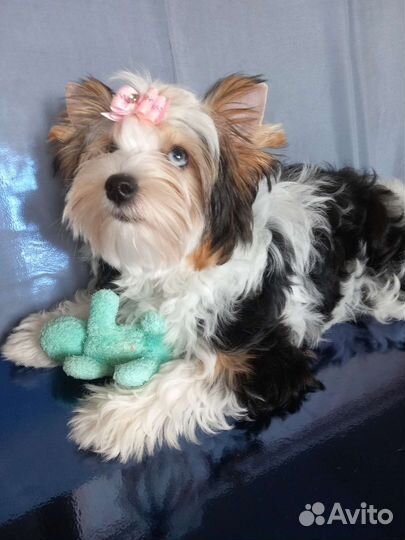 Щенки бивер йорка