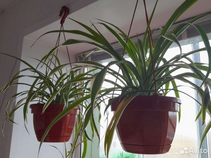 Хлорофитум