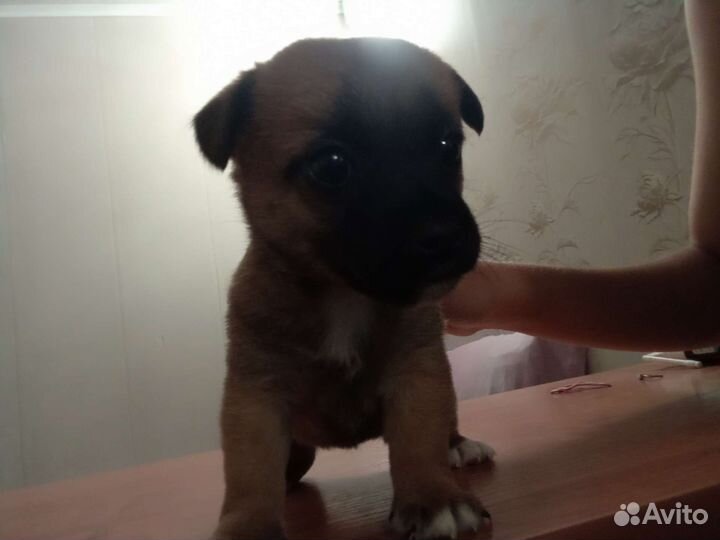 Щенок Джек Рассел терьер