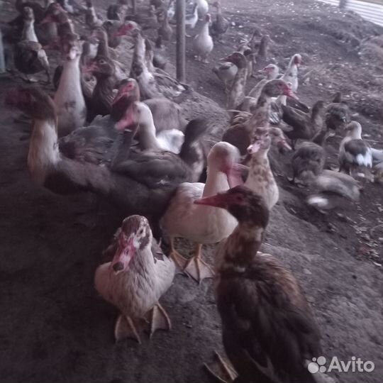 Индоутки индоутята