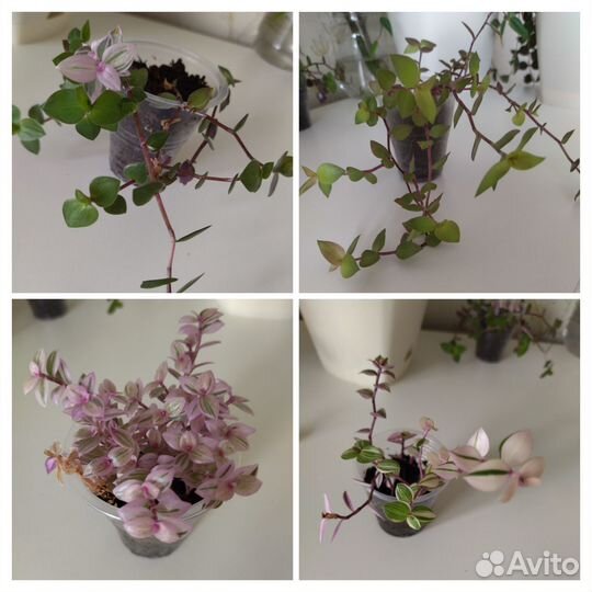 Каллизия Gold, розовая пантера, традесканция