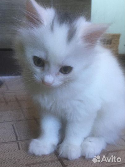 Котята турецкой ангоры