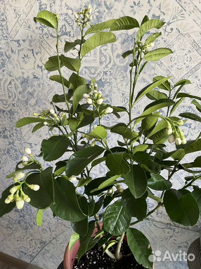 Лимоны: Пандероза, Лунарио, Лисбон