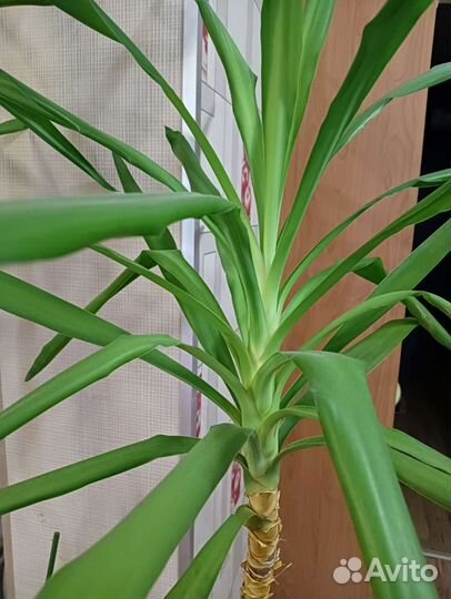 Юкка икеевская