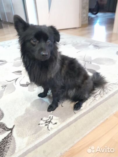 Маленькая собака в добрые руки бесплатно