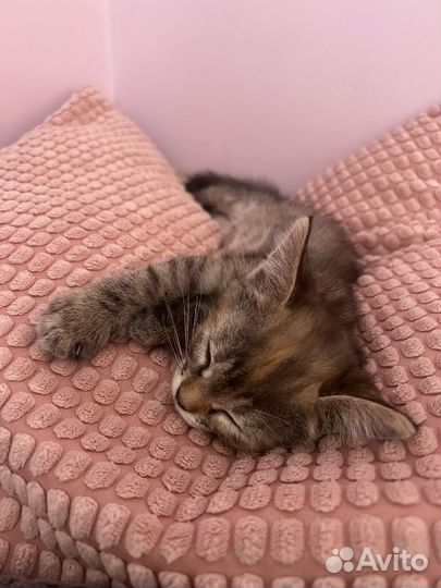 Умная кошечка