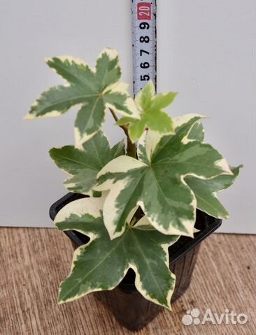 Комнатные растения