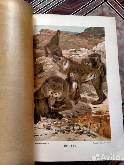 Брэм жизнь животных