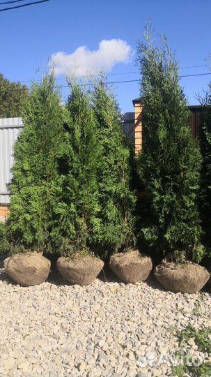 Туи разных сортов