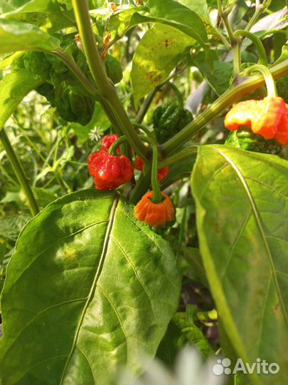 Перец острый свежий Каролина Рипер