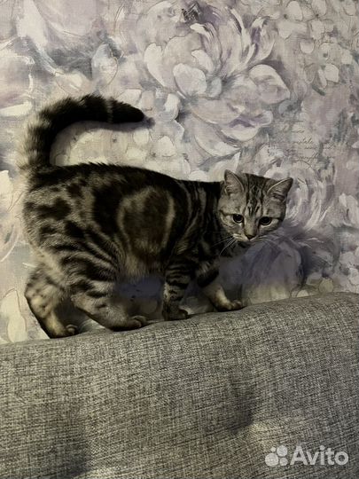 Кот в добрые руки