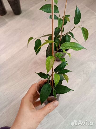 Фикус Бенджамина Наташа. Укоренённые побеги