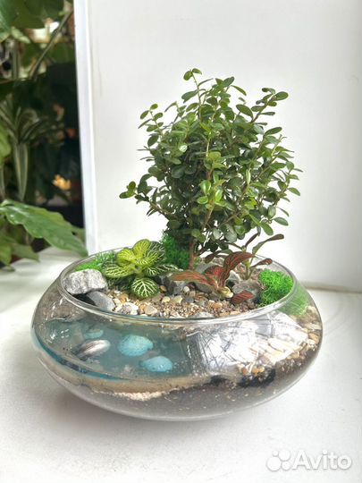 Флорариум с бонсай