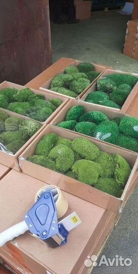 Панно из мха, Вертикальное озеленение