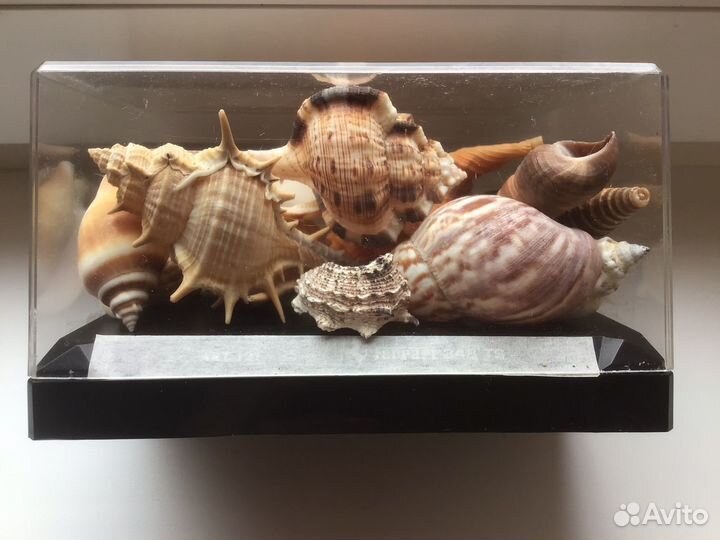 Два набора с ракушками