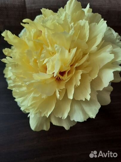 Пион ито-гибрид Sonoma Halo