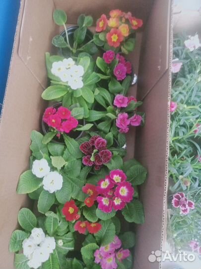 Цветы примула