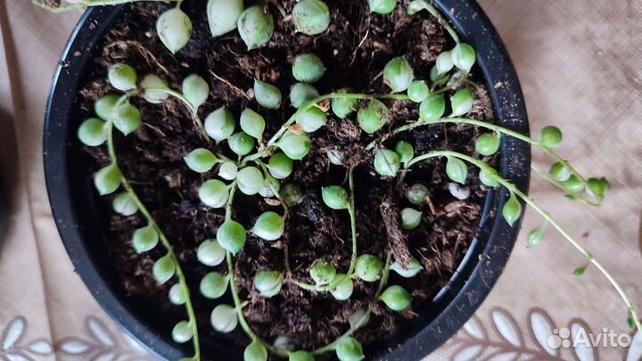 Крестовник роули вариегатный,будра вариегатная