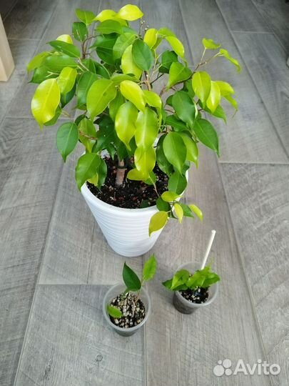 Фикусы разные сорта