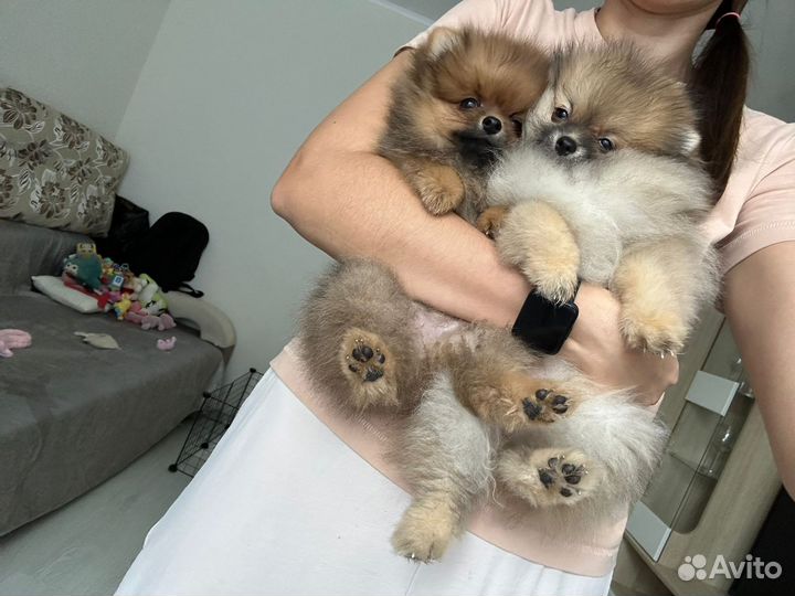 Щенки шпица