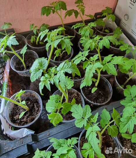 Рассада овощей