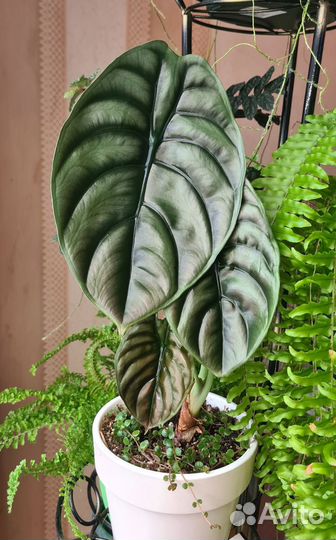 Алоказия медная