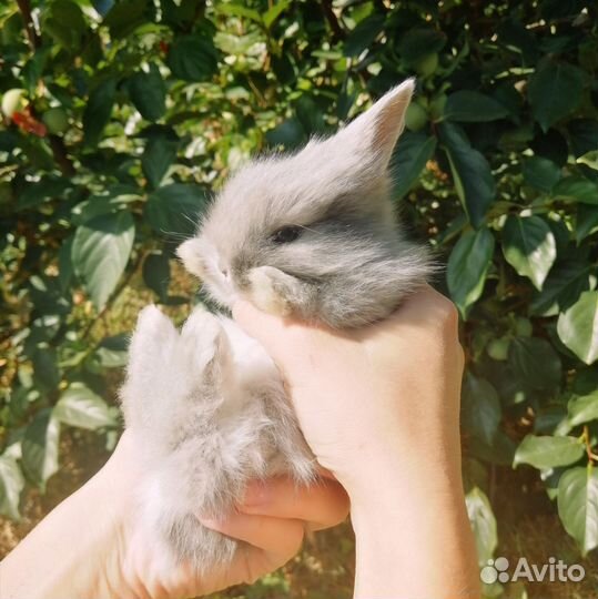Декоративный кролик